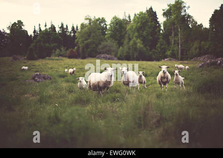 Una mandria di pecore che pascolano pacificamente in un campo verde. Le pecore sono comunemente allevate per lana, latte e carne. Il loro comportamento al pascolo gioca un ruolo nel mantenimento della salute dei pascoli. Questa scena riflette le pratiche agricole rurali, in cui le pecore sono un punto di vista comune in molte regioni agricole del mondo. Foto Stock