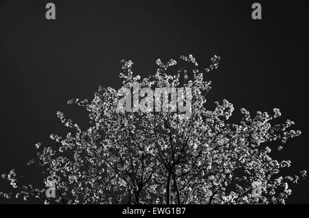 Una fotografia minimalista in bianco e nero di rami di alberi con foglie e fiori, che cattura il netto contrasto tra i delicati dettagli della natura e lo stile monocromatico. Questa immagine semplice ma sorprendente sottolinea l'eleganza delle forme naturali. Foto Stock
