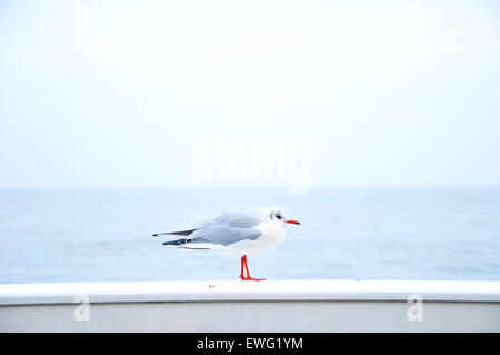 Seagull sulla mensola Foto Stock