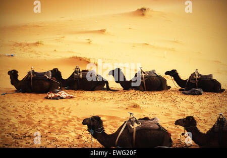 Un gruppo di cammelli seduti tra le dune di sabbia del deserto del Sahara. Questi cammelli, noti per la loro adattabilità agli ambienti desertici difficili, riposano nel paesaggio arido. Il paesaggio desertico è caratterizzato da ampie dune di sabbia e da un cielo azzurro, tipico del Sahara. Foto Stock
