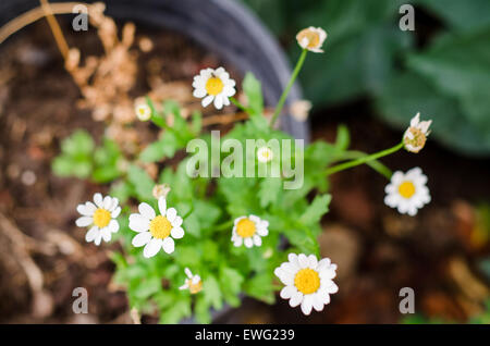 Un gruppo di fiori bianchi su una pianta a margherita della famiglia delle Asteraceae, caratterizzata da delicati petali e un aspetto luminoso e soleggiato. Questi fiori si trovano comunemente nei giardini e nei campi di fiori selvatici, spesso associati al calore e alla bellezza. Foto Stock