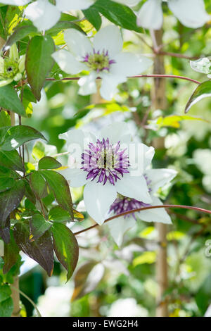 Clematis Florida Sieboldii. Clematis florida var. bicolor fiori Foto Stock