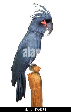 Grande grigio nero Palm Cacatua pappagallo probosciger isolato su bianco Foto Stock