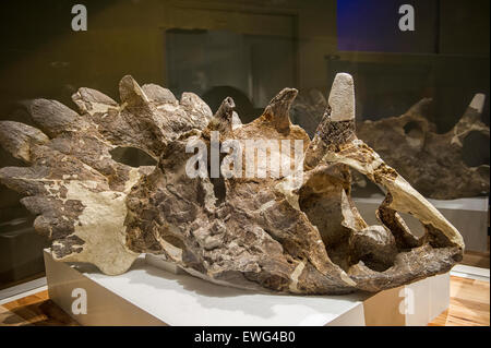 Regaliceratops peterhewsi, una vulnerabilità scoperta di recente al genere e alla specie di dinosauro cornuto stimato a circa 70 milioni di anni Foto Stock