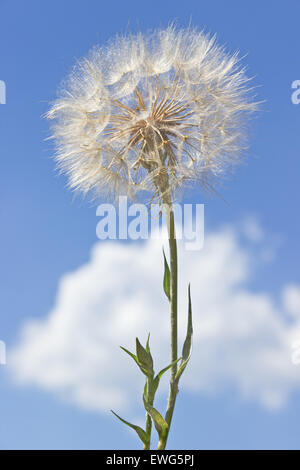 Tarassaco con i semi di più di cielo blu Foto Stock