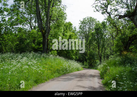 Estate da svedese di strada di ghiaia circondata da verde vegetazione e fiori sbocciano i fiori Foto Stock