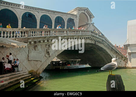 Venezia - Giallo zampe (gabbiano Larus michahellis) e il Ponte di Rialto Foto Stock