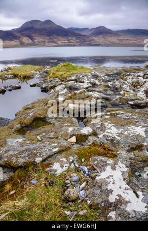 Oystercatcher uovo nel nido, Loch na Keal, Isle of Mull, Ebridi, Argyll and Bute, Scozia Foto Stock