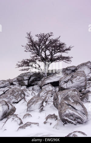 Lonely thorn bush, in inverno, sull affioramento di calcari, cadde fine nuvole, vicino Ravenstonedale, Cumbria, Regno Unito. Foto Stock