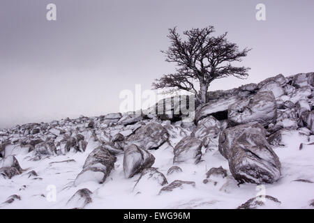 Lonely thorn bush, in inverno, sull affioramento di calcari, cadde fine nuvole, vicino Ravenstonedale, Cumbria, Regno Unito. Foto Stock