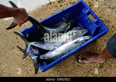 Sierra pesce - Porto di Puerto Pizarro. Dipartimento di Tumbes .PERÙ Foto Stock