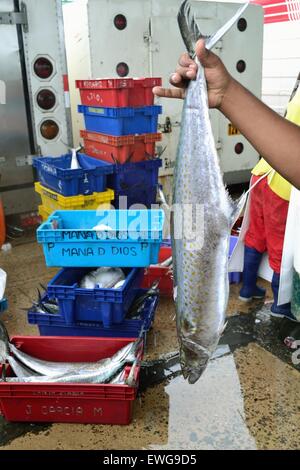 Sierra pesce - Porto di Puerto Pizarro. Dipartimento di Tumbes .PERÙ Foto Stock