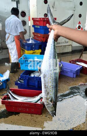 Sierra pesce - Porto di Puerto Pizarro. Dipartimento di Tumbes .PERÙ Foto Stock