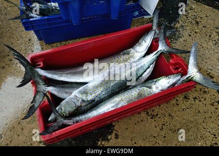 Sierra pesce - Porto di Puerto Pizarro. Dipartimento di Tumbes .PERÙ Foto Stock