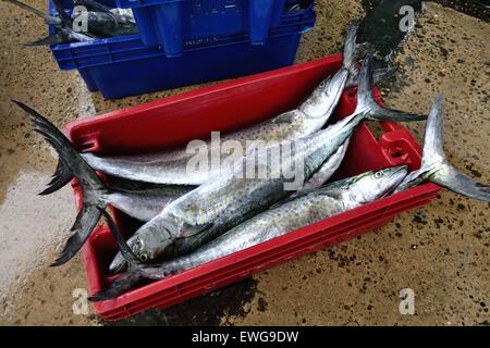 Sierra pesce - Porto di Puerto Pizarro. Dipartimento di Tumbes .PERÙ Foto Stock