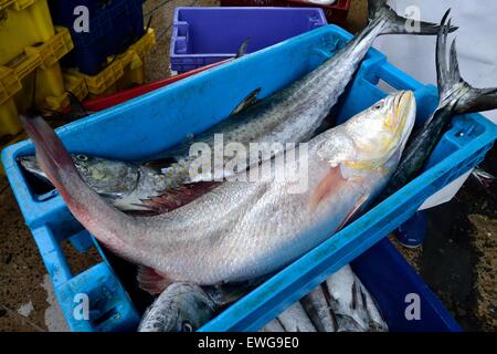 Cherela, Sierra pesce - Porto di Puerto Pizarro. Dipartimento di Tumbes .PERÙ Foto Stock