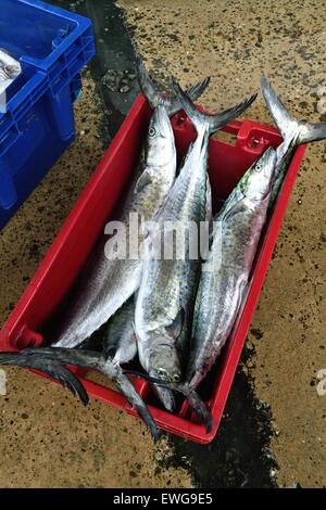 Sierra pesce - Porto di Puerto Pizarro. Dipartimento di Tumbes .PERÙ Foto Stock