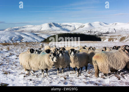 Alimentazione di gregge di pecore Swaledale su alta brughiera nella neve, con Howgill Fells in background. Cumbria, Regno Unito Foto Stock