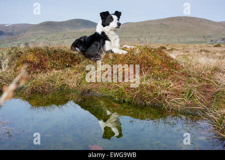 Border Collie Sheepdog riflessa in una piscina si è seduto accanto troppo. Cumbria, Regno Unito Foto Stock