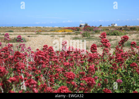 Bella vegetazione costiera e barche di pescatori sulla esclusiva spiaggia di ciottoli a Dungeness, Kent, SE Inghilterra, Regno Unito Foto Stock