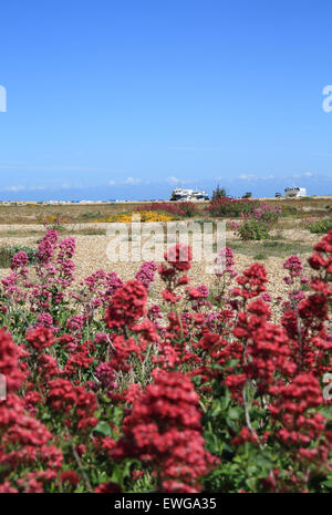 Bella vegetazione costiera e barche di pescatori sulla esclusiva spiaggia di ciottoli a Dungeness, Kent, SE Inghilterra, Regno Unito Foto Stock