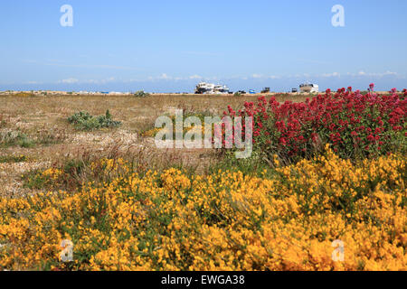 Bella vegetazione costiera e barche di pescatori sulla esclusiva spiaggia di ciottoli a Dungeness, Kent, SE Inghilterra, Regno Unito Foto Stock