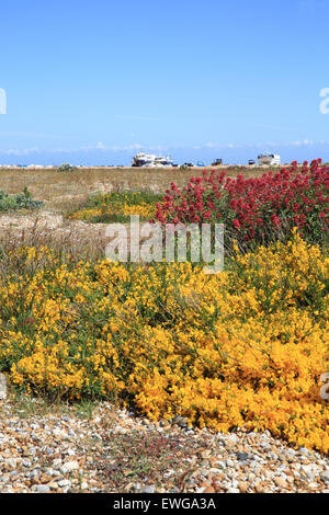 Bella vegetazione costiera e barche di pescatori sulla esclusiva spiaggia di ciottoli a Dungeness, Kent, SE Inghilterra, Regno Unito Foto Stock