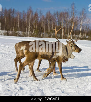 Northern cervi in esecuzione sulla neve vicino alla foresta in giornata di sole. Foto Stock