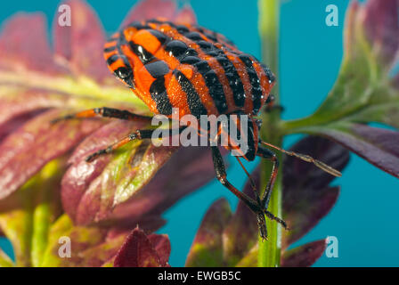 Bug stink bug bar, o graphosoma striped (lat. Graphosoma lineatum). Foto Stock
