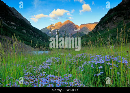 Maroon Bells e fiori selvatici, White River National Forest, Aspen Colorado, STATI UNITI D'AMERICA Foto Stock