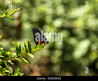 Eumaeus atala butterfly si trova nelle isole dei Caraibi Foto Stock