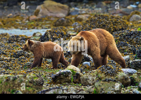 Costiera orso grizzly, SOW e cub alla ricerca di cibo a bassa marea sul British Columbia continentale, Canada Foto Stock