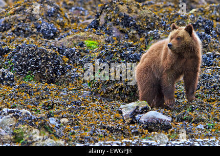 Coastal Grizzly Bear Cub alla ricerca di cibo a bassa marea sul British Columbia continentale, Canada Foto Stock