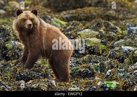 Coastal Grizzly Bear Cub alla ricerca di cibo a bassa marea sul British Columbia continentale, Canada Foto Stock