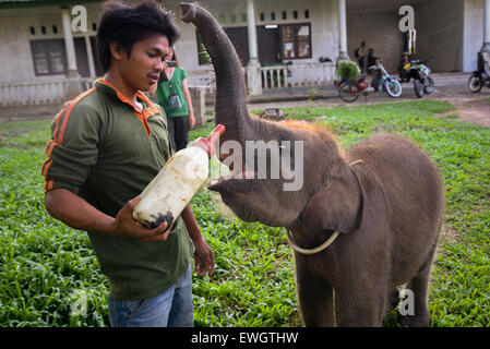 Un mahout che dà latte ad un elefante del bambino che è sotto trattamento al centro di riabilitazione dell'elefante di Sumatran in modo Parco Nazionale di Kambas, Indonesia. Foto Stock
