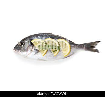Dorado pesce isolato su sfondo bianco. Foto Stock