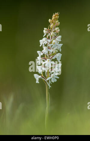Il modulo bianco albiflora Chalk fragrante Orchid a Noar Hill in Hampshire. Foto Stock