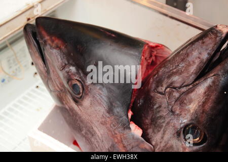 Freschi Tonno rosso testa di pesce per la vendita in Giappone del mercato Tsukiji Foto Stock