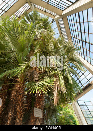 Il cosiddetto "Goethe Palm' a Padova è Orto Botanico, il più antico del mondo accademico giardino botanico. Foto Stock