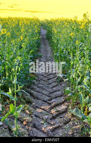 Cingoli pneumatici nel fango realizzati da un trattore attraverso un campo di colza Foto Stock