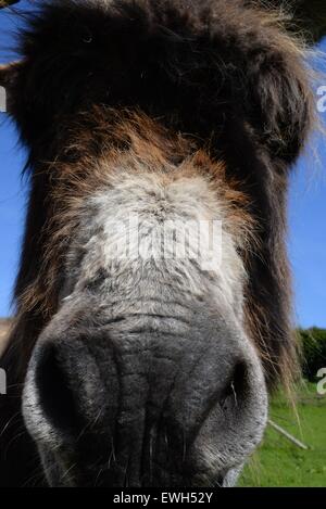 Faccia dell'asino in primo piano. Naso lungo, Regno Unito Foto Stock