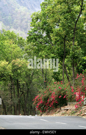 Gli alberi sul ciglio della strada coperta con il verde delle foglie e fiori di colore rosa Foto Stock