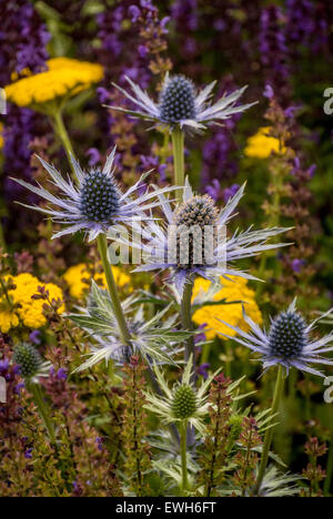 Eryngium, Salvia e Achillea fiori che crescono nel giardino. Foto Stock