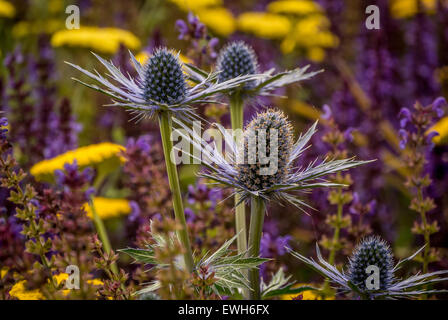 Eryngium, Salvia e Achillea fiori che crescono nel giardino. Foto Stock