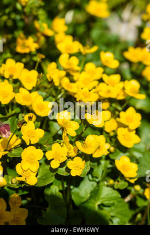 Marsh-calendula, Caltha palustris, millefiori, Dumfries & Galloway, Scozia Foto Stock