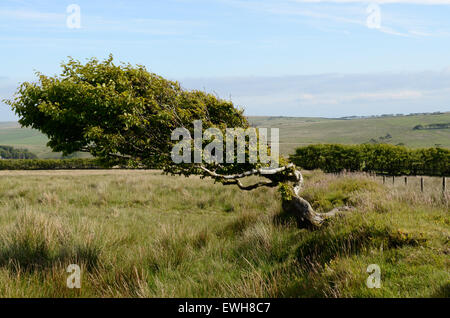 Faggio sagomato dal forte vento Tarka Trail Parco Nazionale di Exmoor Devon England Regno Unito GB Foto Stock