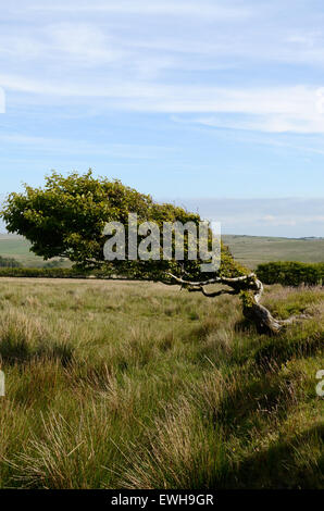 Faggio sagomato dal forte vento Tarka Trail Parco Nazionale di Exmoor Devon England Regno Unito GB Foto Stock