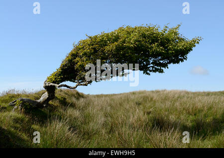 Faggi modellati dal vento contro un cielo blu Tarka Trail Parco Nazionale di Exmoor Devon Foto Stock