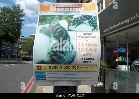 Ricerca animale uk poster per la mancanza di un gatto chiamato tibbles, in East Sheen, Londra, Inghilterra Foto Stock