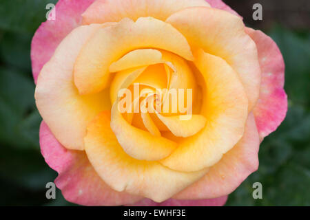 Rosa "Britannia'. Hybrid tea rose Foto Stock